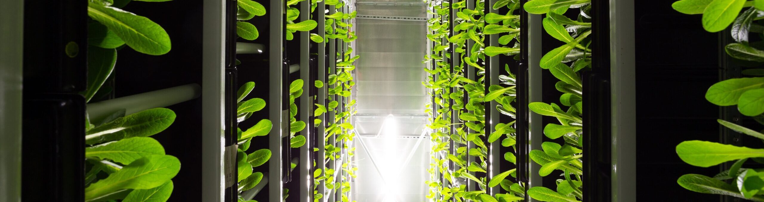 US (NY): City of Glens Falls making the case for indoor farming in vacant buildings