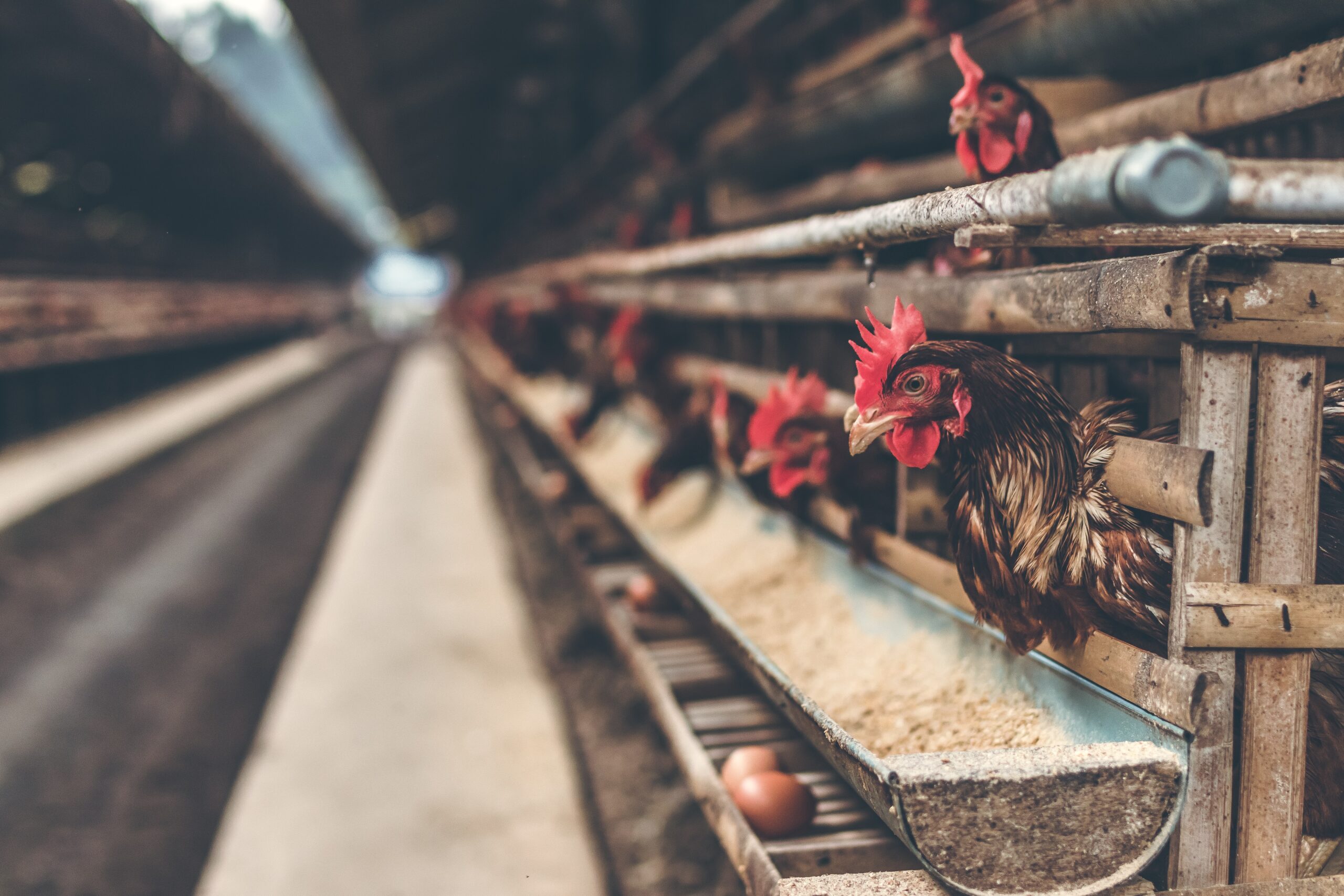 Plant-based packaging could improve poultry sustainability