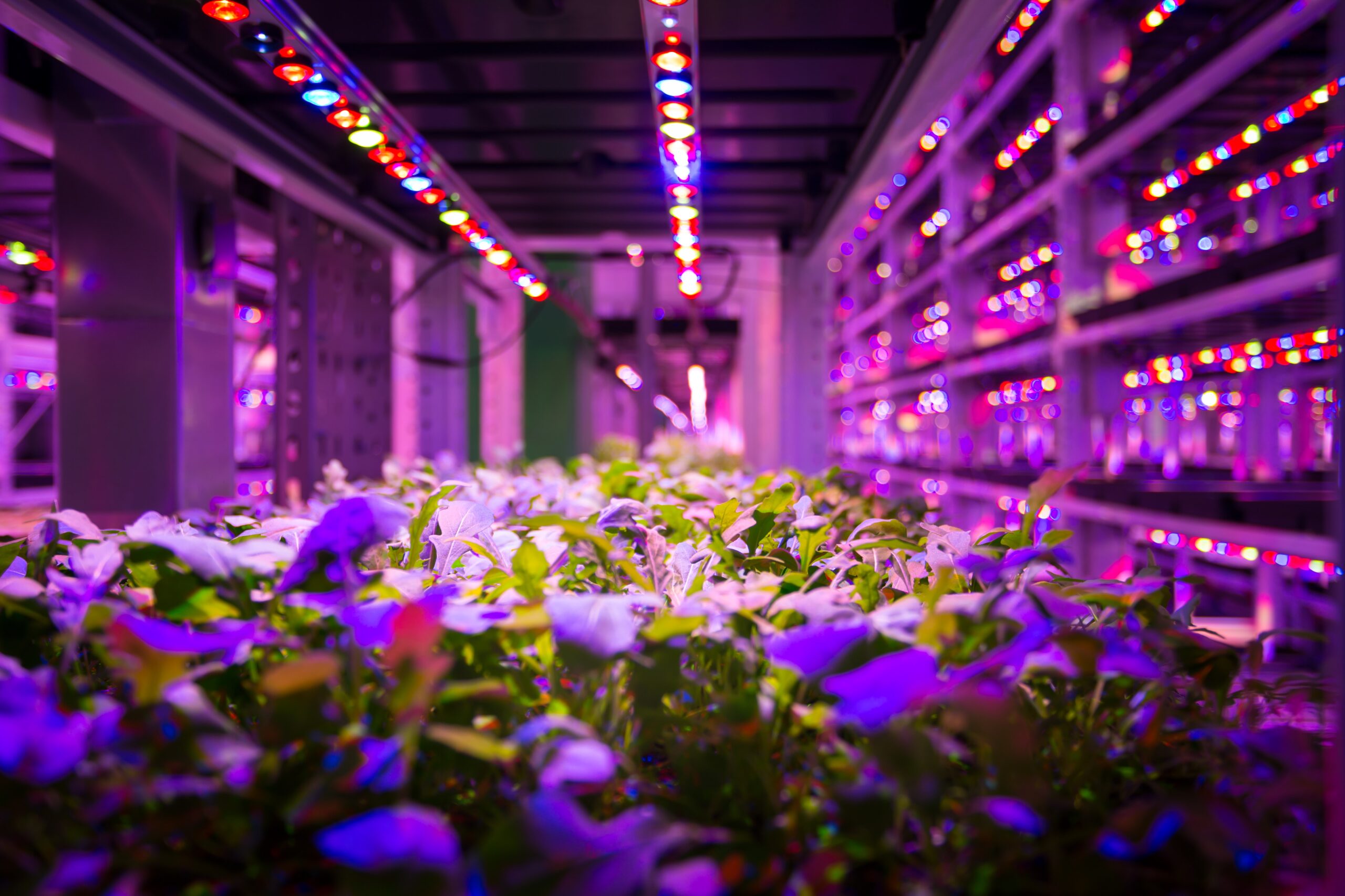 An Indoor Farm In Upstate New York | Earth Wise
