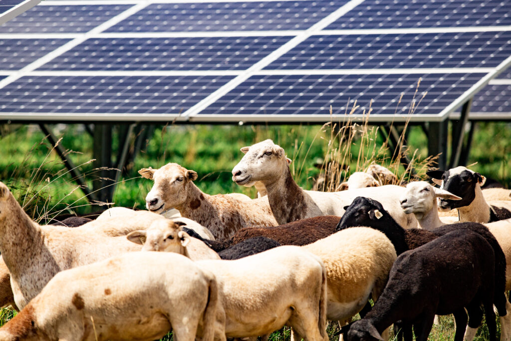 Solar Grazing – A triple win for communities | Sustainable PR