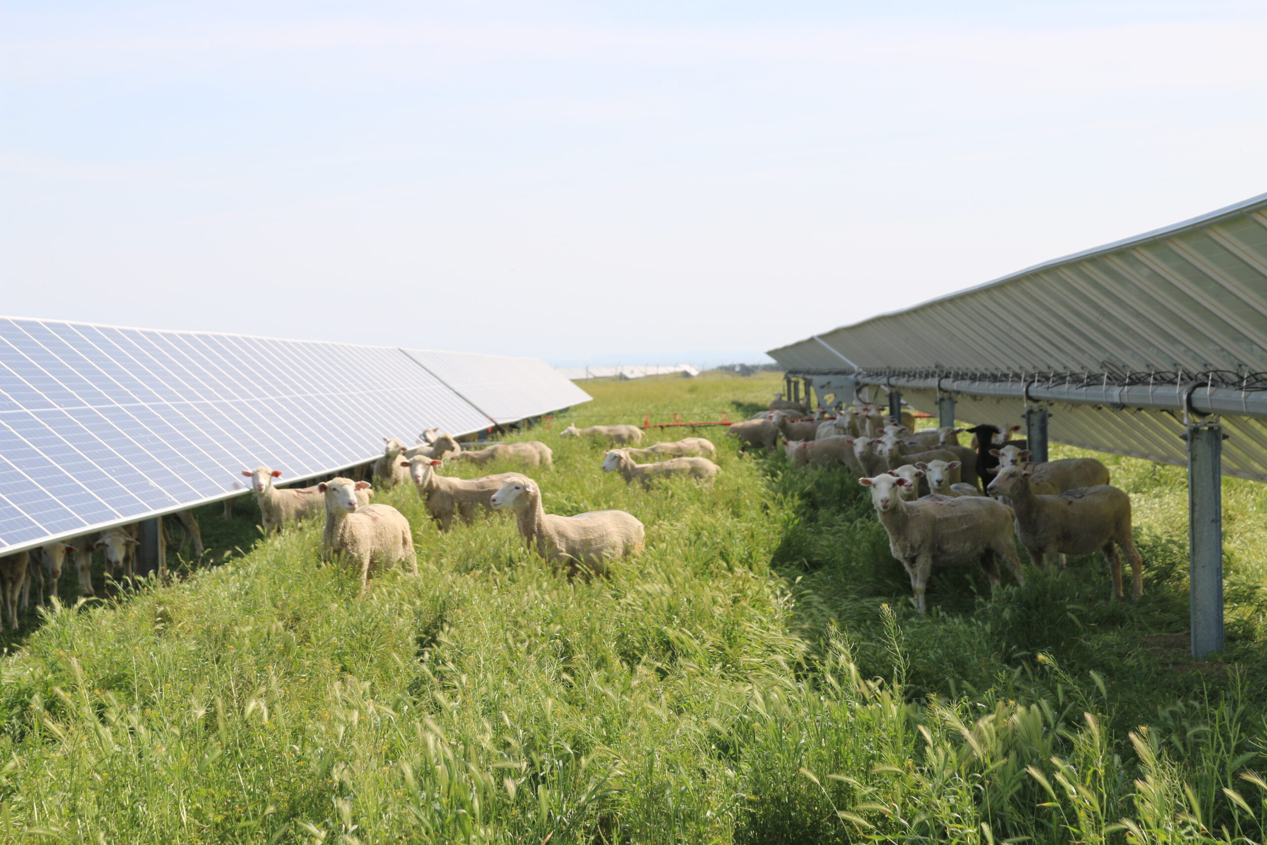 Solar Grazing – A triple win for communities