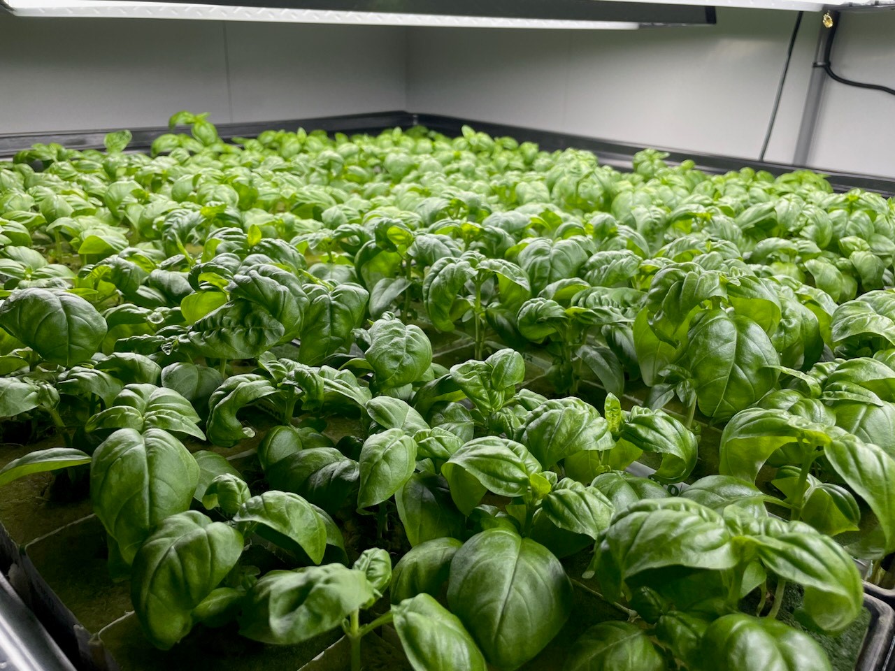 LEDs and basil leaves: Urban farming pilot program blossoms in Glens Falls