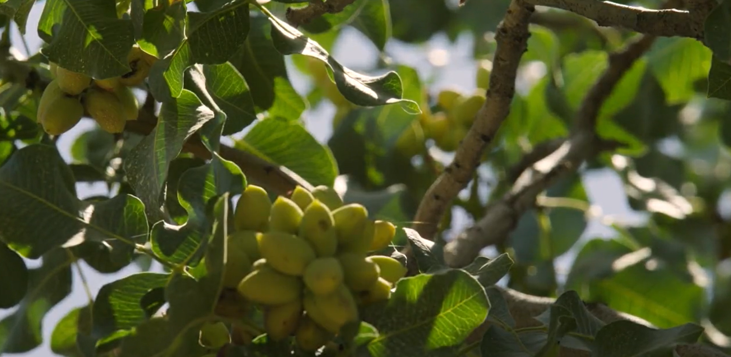 Local grower takes top spot in Good Housekeeping’s 2025 Snack Awards